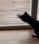 Kitten Doesn't Understand Glass Yet
