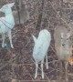 Rare Sighting of Twin Albino Deer