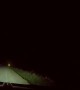 Close Call as Deer Dash Across Road