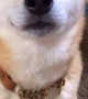 Shiba Inu Is Quite the Drama Actor