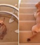 Dog Has Unique Way To Slide Down The Stairs