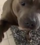 Pit Bull gentle takes a nibble of favorite cheese snack