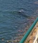 Seal Shows Off in Mosman Bay