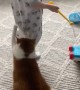 Senior Cat Drags Behind Laughing 1-Year-Old