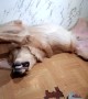 Doggo Sleeping in Acrobatic Yoga Pose