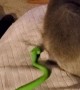 Cat is not a Fan of Fake Snake