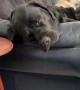 Sleeping Dog's Drool Slowly Hits the Floor