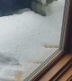 Kitty Baffled after Seeing Snow for the First Time
