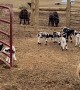 Herd of excited baby goats adorably hopping around