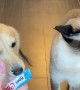 Furry Friends Share A Delicious Snack