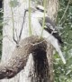 Kookaburra Snacks on Snake