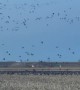 So Many Geese in One Cornfield