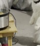 Cat Watches Popcorn Cook