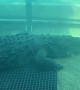 Hungry Croc Takes His Shot At the Zoo