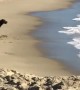 Playful Pup Plows into Waves