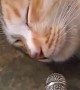 Sleeping Kitty Snores into the Mic