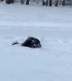 Puppy Dog Plays in Deep Snow