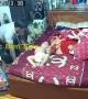 Fast Dad Keeps Baby on Bed