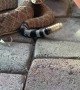 Rattlesnake Right Outside