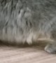 Maine Coon Cat and Mouse Play Hide and Seek