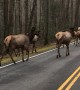 Herd of Elk Create Traffic Jam