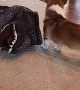 Doggy Dresses Itself up as Dinosaur