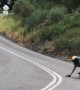 Downhill Skateboarder Takes Out Cameraman