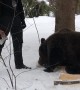 Tom the Brown Bear Helps Get Firewood