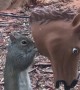 Short Squirrel Goes to its Tippy Toes