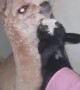 So Many Goat Kisses
