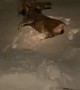 Mountain Lion Dragging Successful Deer Kill
