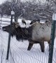 Great Pyrenees Puppy and Elk Exchange Kisses
