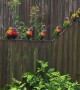 Huge Flock of Rainbow Lorikeets Act as Alarm Clock