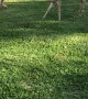 Boy Plays Tag With Deer in Backyard