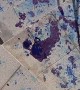 Naughty Bulldogs Paint the Floor Blue