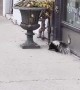 Skunk Spotted Casually Strolling Along Sidewalk
