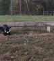 Baby Pygmy Goat Plays with Kittens
