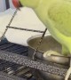 Parrot Does the Dishes