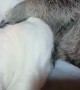 Raccoon Helps Cat Keep Clean