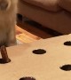 Golden Retriever Bamboozled by Sausage Game