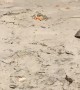Ghost Crab Takes Cheeto Back to Lair