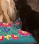 Dog Playing with Cat Puts Paws Up