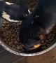 Rescued Bull Terrier Shares Food Bowl With Rescued Magpie