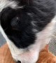 Cow Nuzzles Cat Best Friend