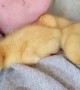 Tired Ducklings Struggle to Hold Their Heads Up