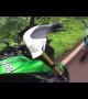 Cow Crossing Road Hits Motorcyclist