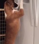 Smart Boxer Grabs Ice Treats