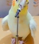 Talented parrot has extraordinary singing skills