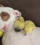 Rescue Puppy Naps With Tiny Foster Ducklings