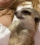 Tired Meerkat Wants Movie Time to End